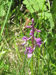 SX14176 Early purple orchids (Orchis mascula).jpg
